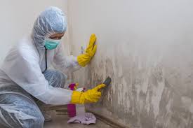 Why You Should Choose Our Mold Remediation Services in Jackson, MS